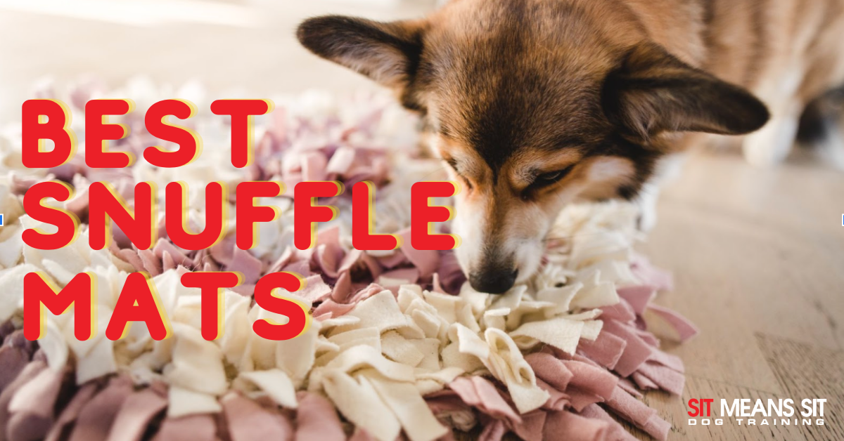 Best Snuffle Mat Products To Help Keep Your Dog Busy - Your Dog