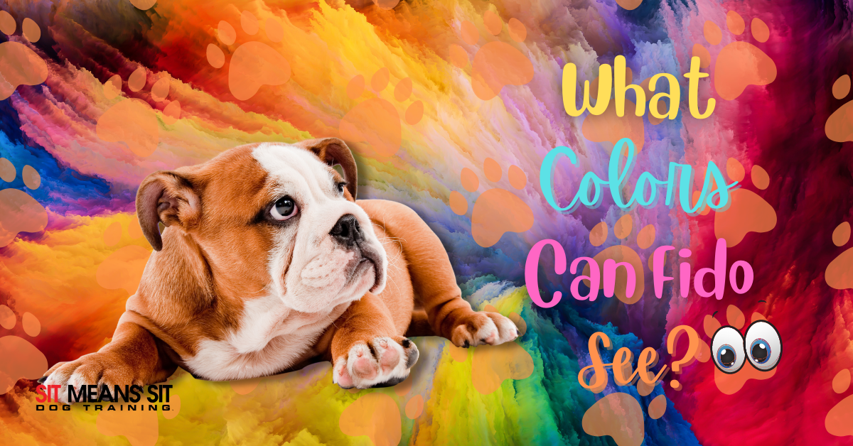 What Colors Can My Dog See?