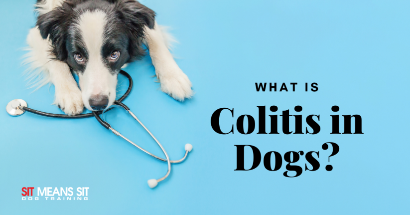 What is Colitis in Dogs?