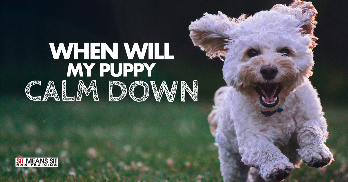 when do puppies calm down