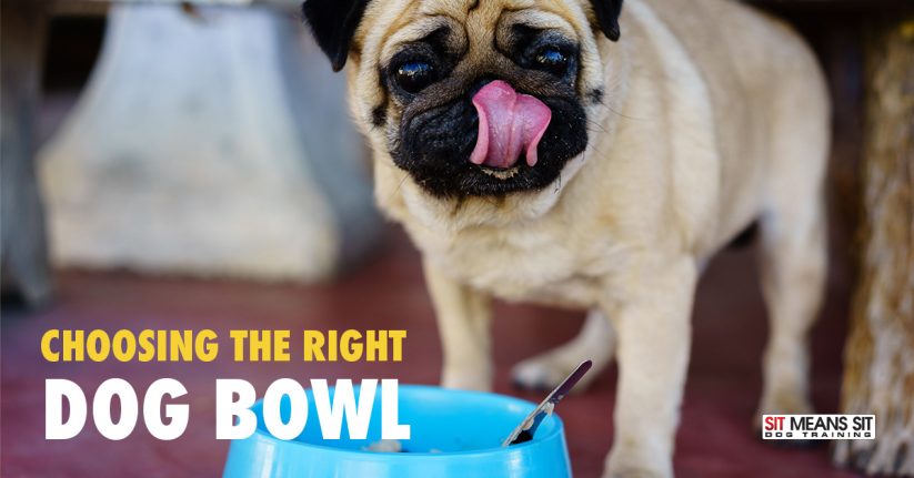Choosing the Right Dog Bowl for Your Dog