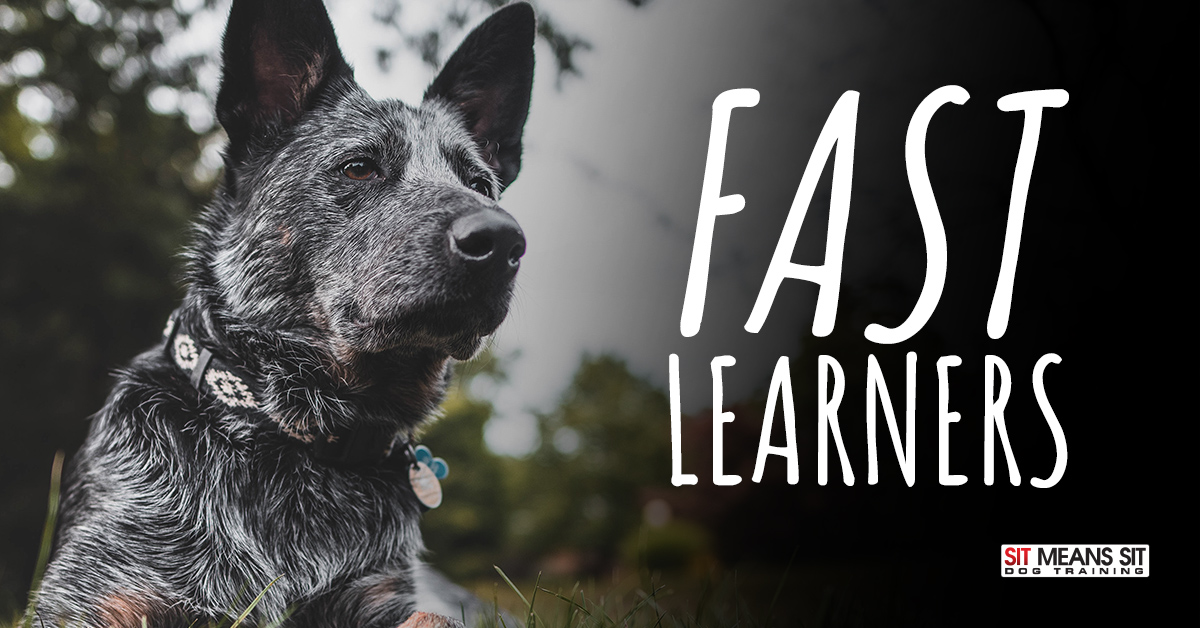 Dog Breeds that are Fast Learners