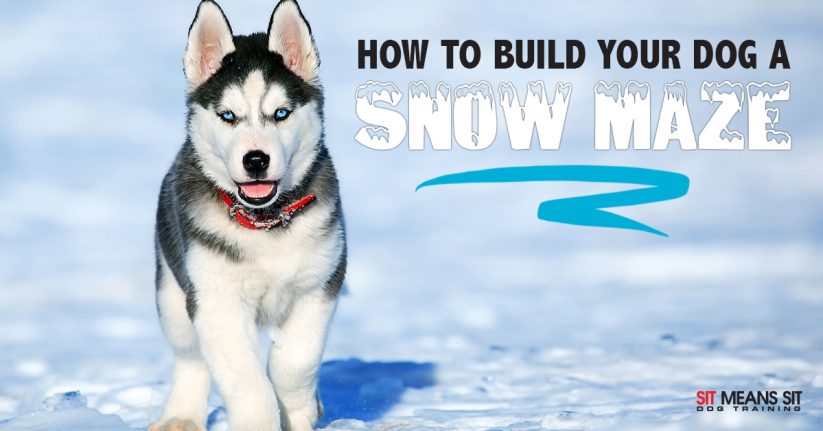 How to Build Your Dog a Snow Maze