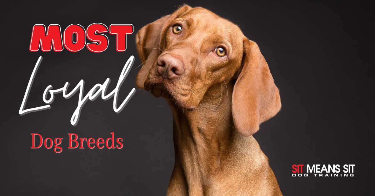 The Most Loyal Dog Breeds | Sit Means Sit New Hampshire