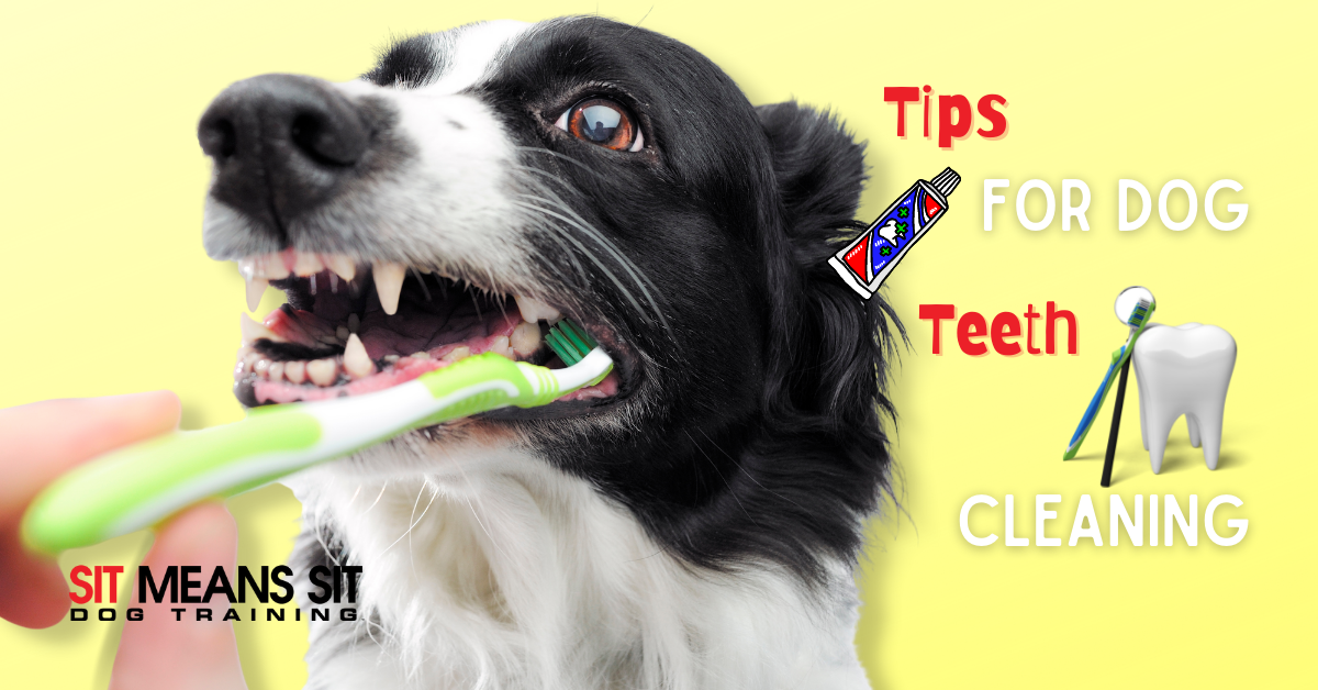 can i clean my dogs teeth with toothpaste