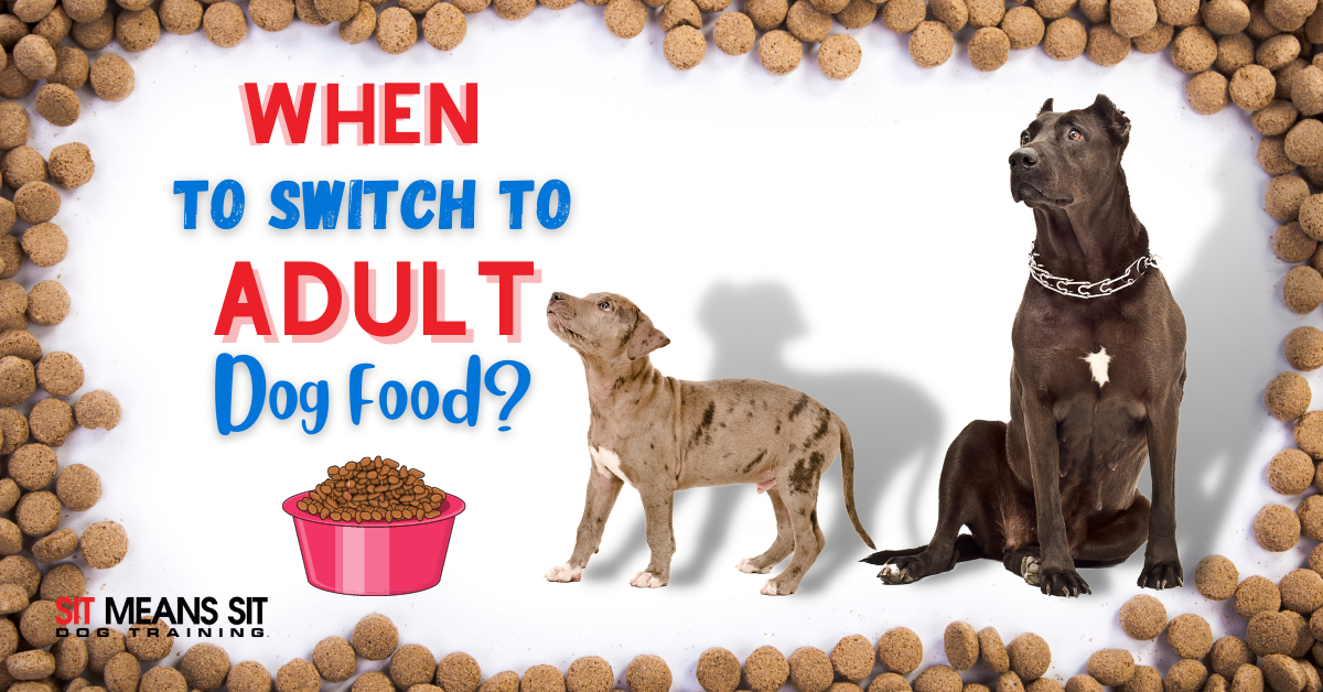 When Do I Switch to Adult Dog Food?