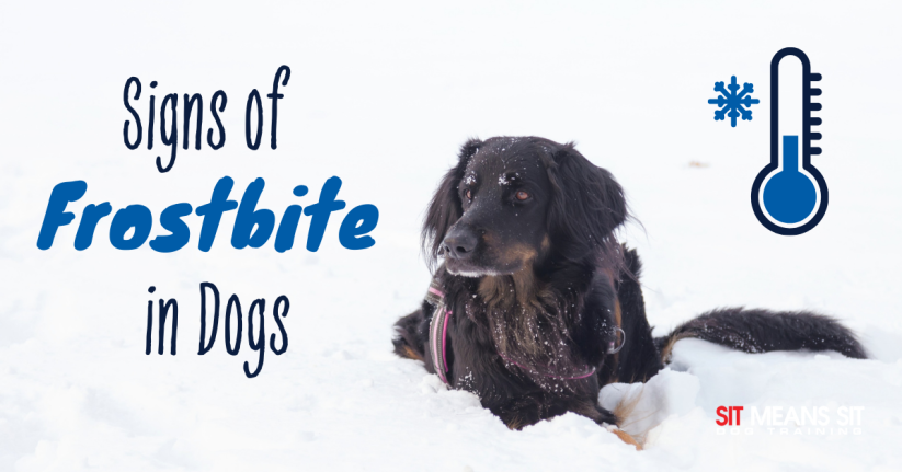 Signs of Frostbite in Dogs