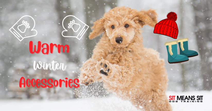 Winter Accessories That Will Keep Your Dog Warm All Season Long
