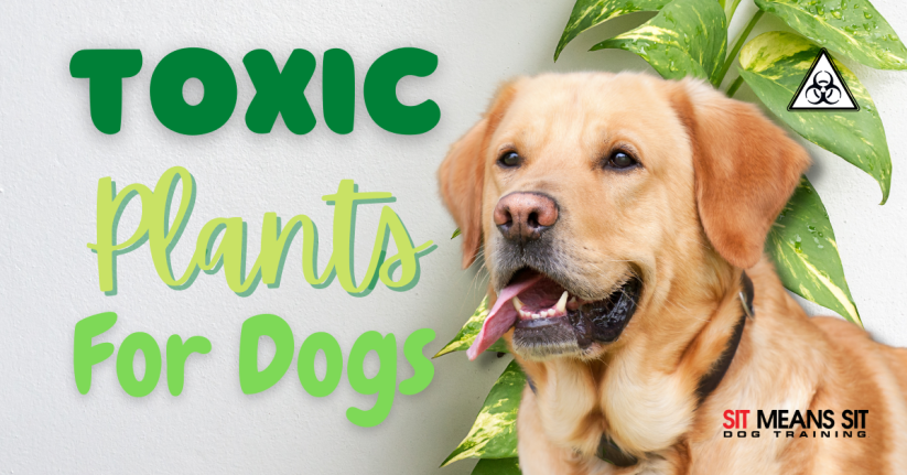 The Most Toxic Plants for Dogs