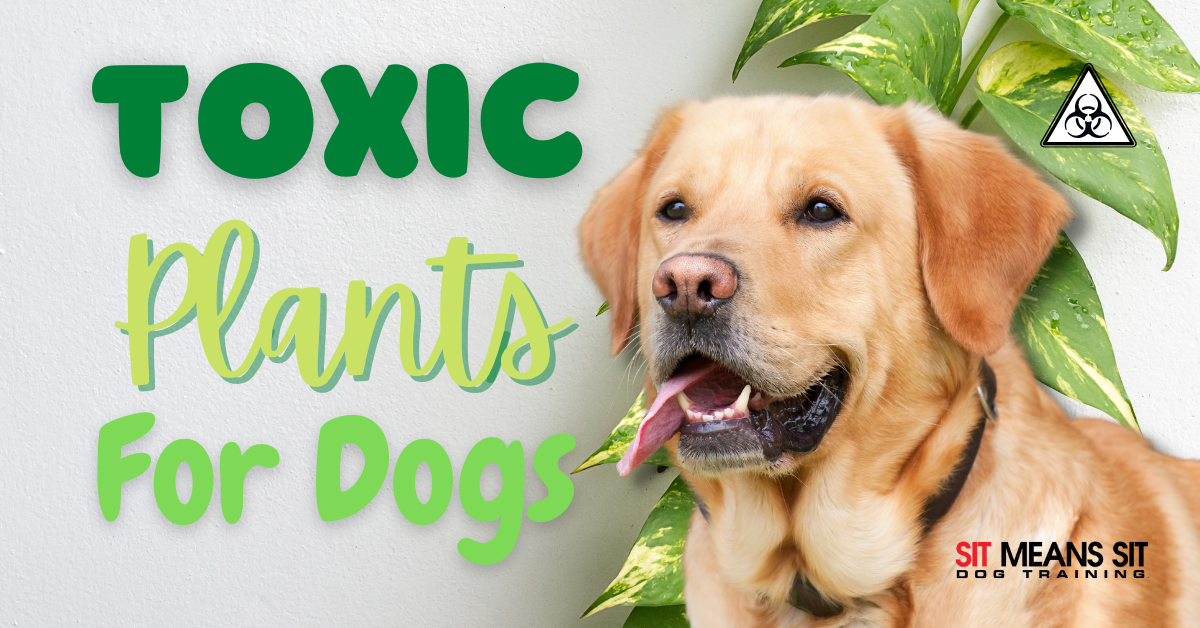 Poisonous Plants for Dogs: How to Protect Your Dog from Common Toxic Plants  - Sit. Stay. Forever.