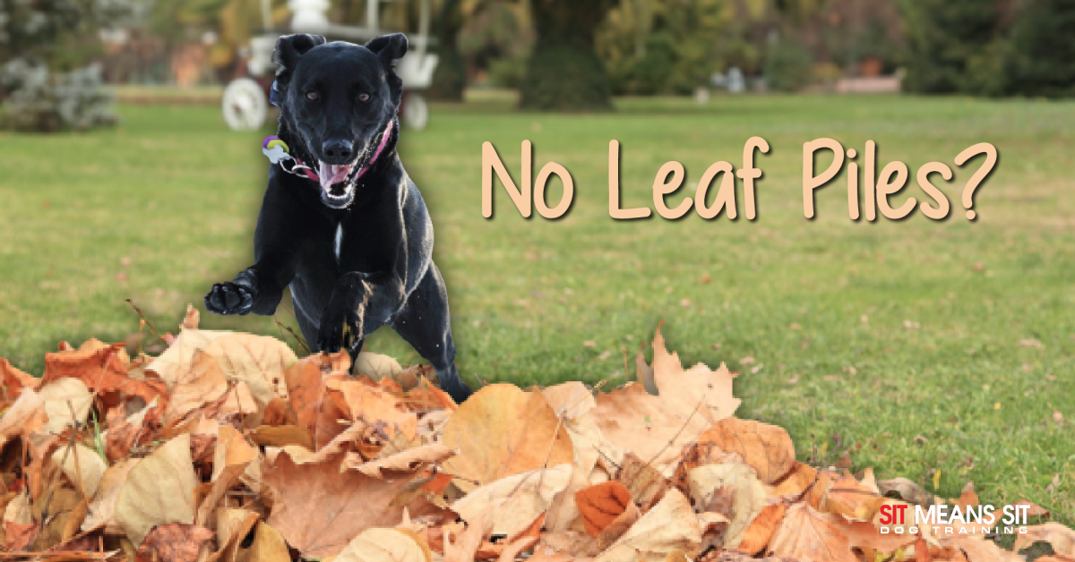 A dog jumping on autumn leaves with the text no leaf piles?