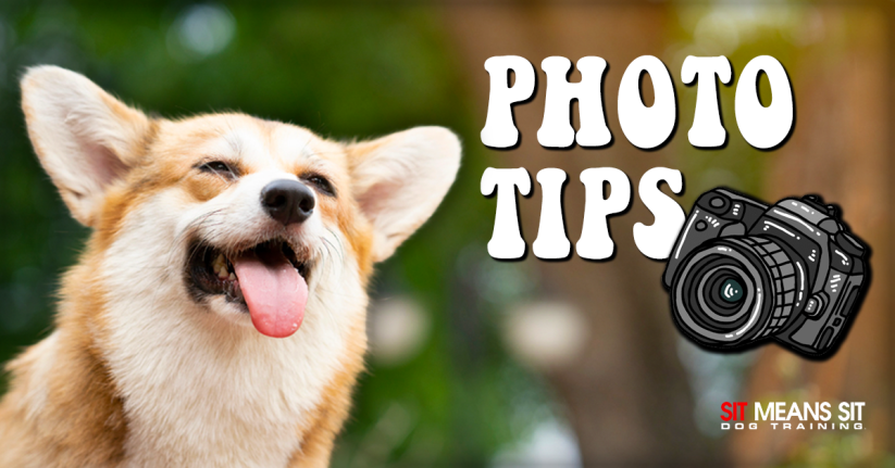 Tips For Taking the Best Photos Of Your Dog