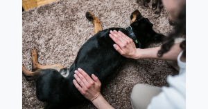 How to Give Your Dog a Massage