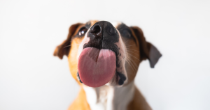 Why Lick Mats are Great for Your Dog