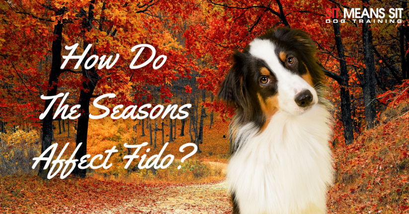 How the Seasons Affect Fido