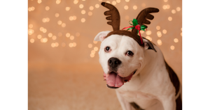 DIY Holiday Ornaments for Dog Lovers