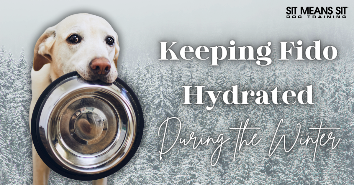 Tips for Keeping Fido Hydrated During the Winter