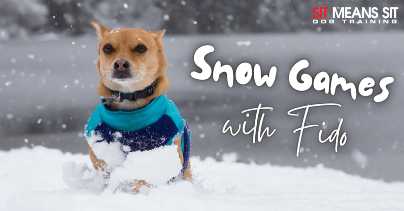 Fun Snow Games You Can Play with Fido