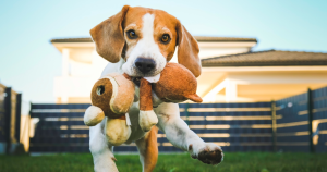 The Most Popular Dog Toys of 2024