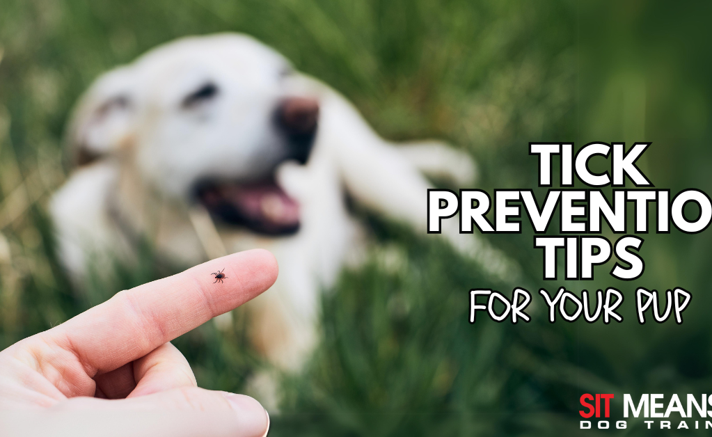 Tick Prevention Tips for Dog Owners