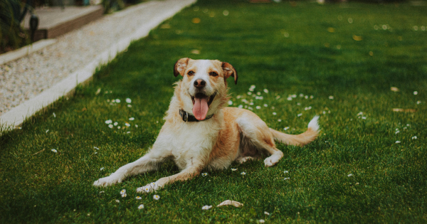 tick-prevention-tips-for-dog-owners-2