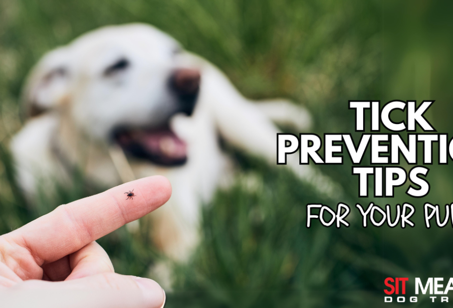 Tick Prevention Tips for Dog Owners