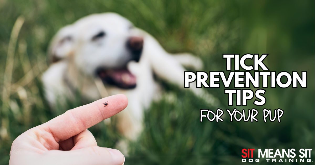 Tick Prevention Tips for Dog Owners