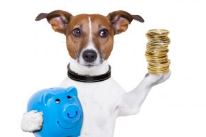17986277 - dog holding a  blue piggy bank and a stack of coins