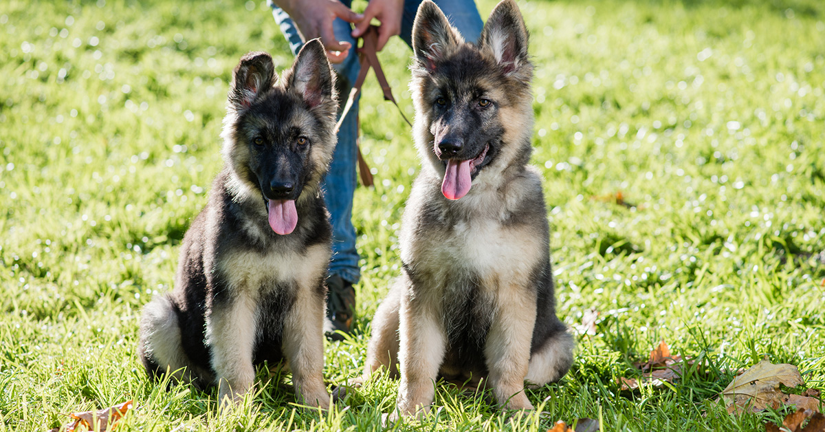 Two playful German Shepherd puppies sitting on grass, with a person holding their leashes in the background.