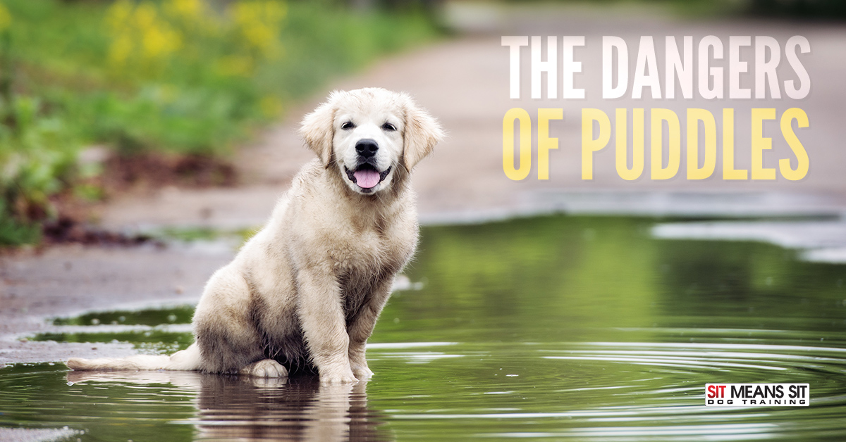 The danger of puddles for dogs.