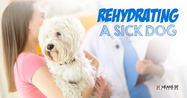 A woman holds a small white dog while a veterinarian observes, with text about rehydrating a sick dog.