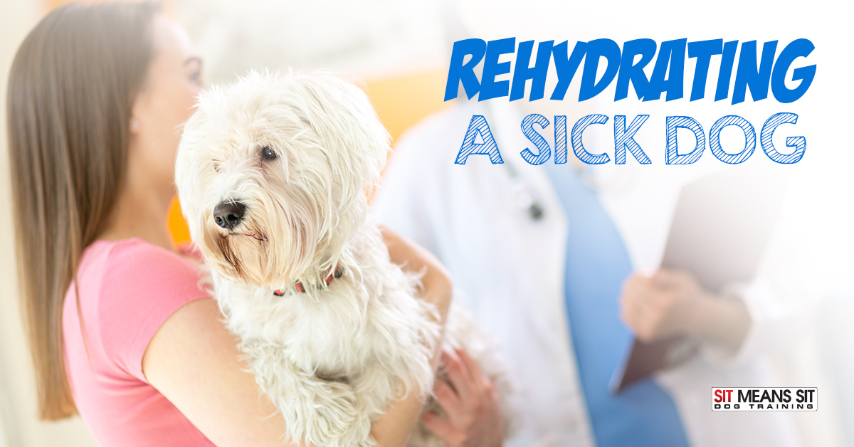Rehydrating a Sick Dog Sit Means Sit Metro Detroit