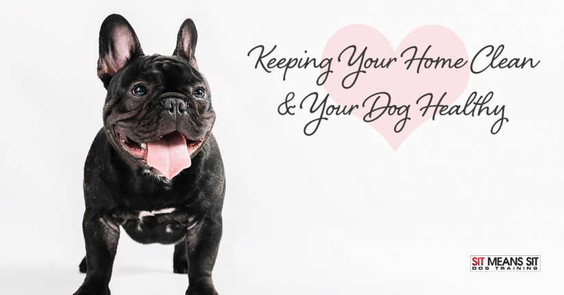 Keeping Your Home Clean & Your Dog Healthy