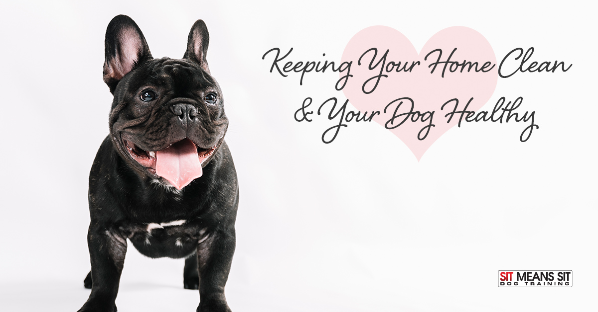 Keeping Your Home Clean & Your Dog Healthy