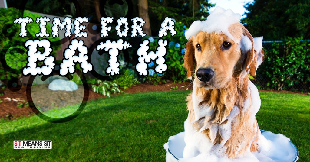How Often Should My Dog Take a Bath? Sit Means Sit Metro Detroit