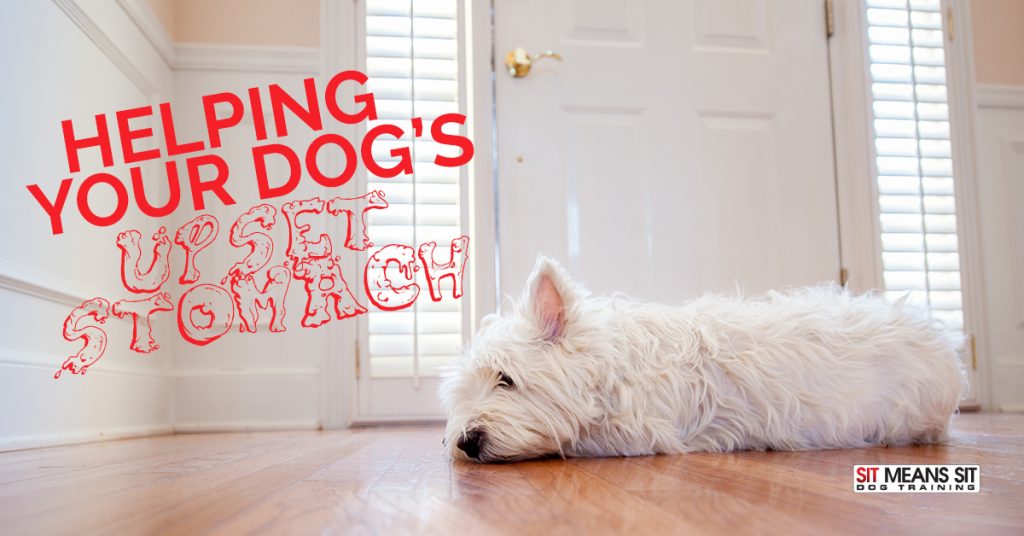 Tips for Helping Your Dog’s Upset Stomach Sit Means Sit Metro Detroit