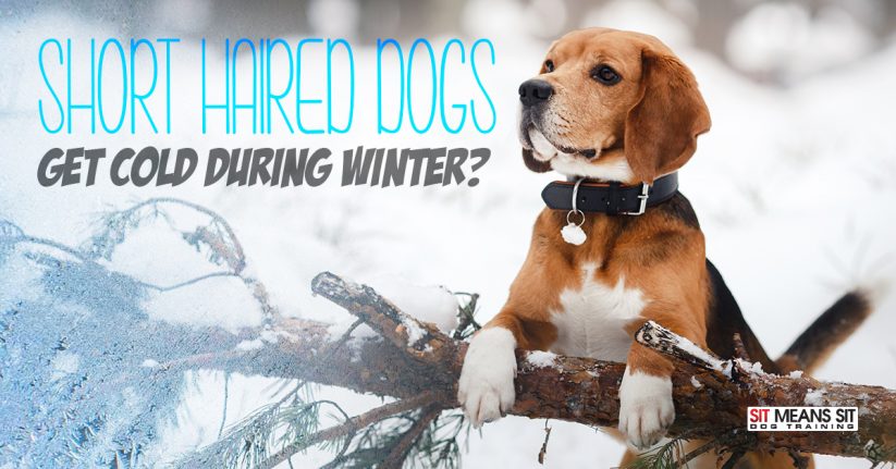 Do Shorthair Dogs Get Cold in the Winter?