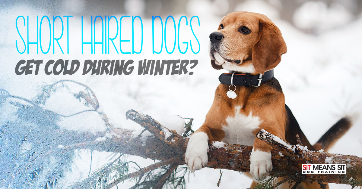 Do Short Hair Dogs Get Cold in the Winter? | Sit Means Sit Metro Detroit