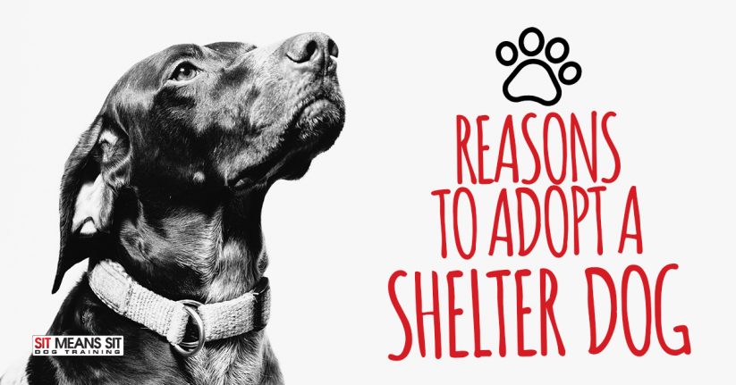 Reasons to Adopt a Shelter Dog