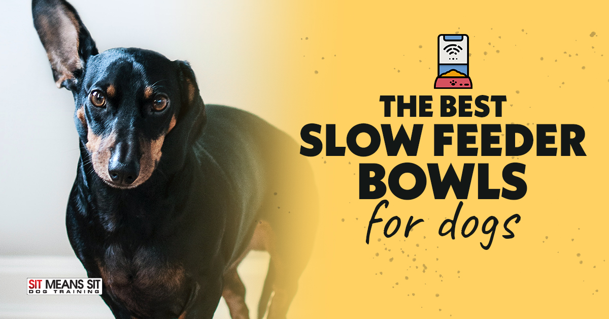 Best Slow Feeder Bowl for Dogs
