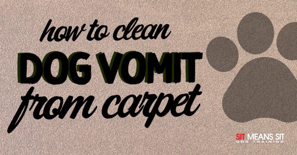 Ways to Clean Dog Vomit From Carpet