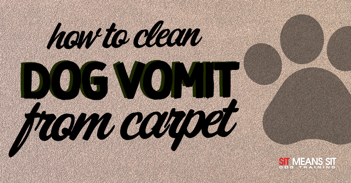 Methods Of Cleaning Dog Vomit From Carpet Sit Means Metro Detroit