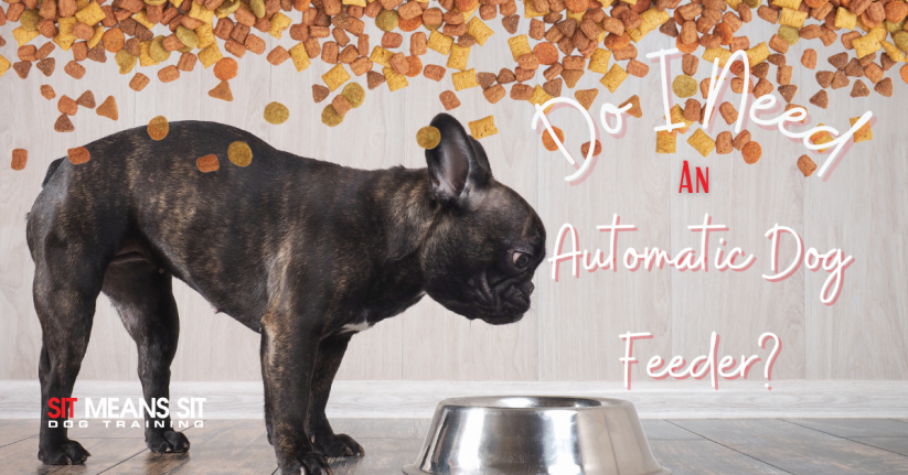 Should I Get an Automatic Dog Feeder?
