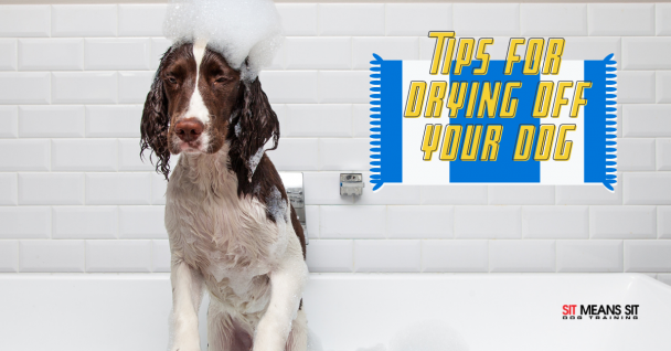 Tips for Drying Off Your Dog