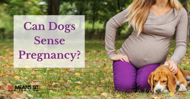 Can Dogs sense pregnancy