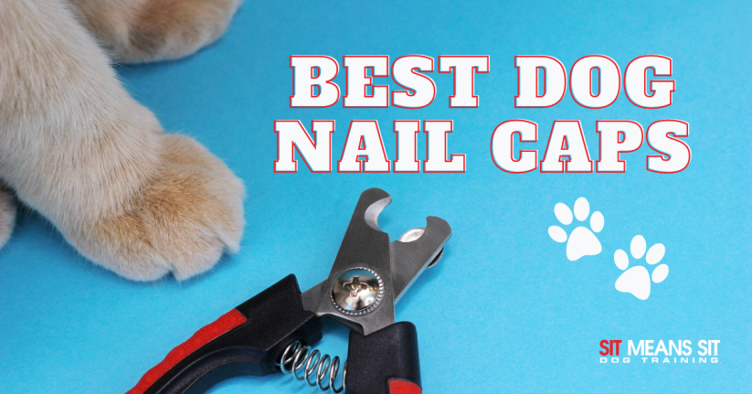The Best Nail Caps for Dogs