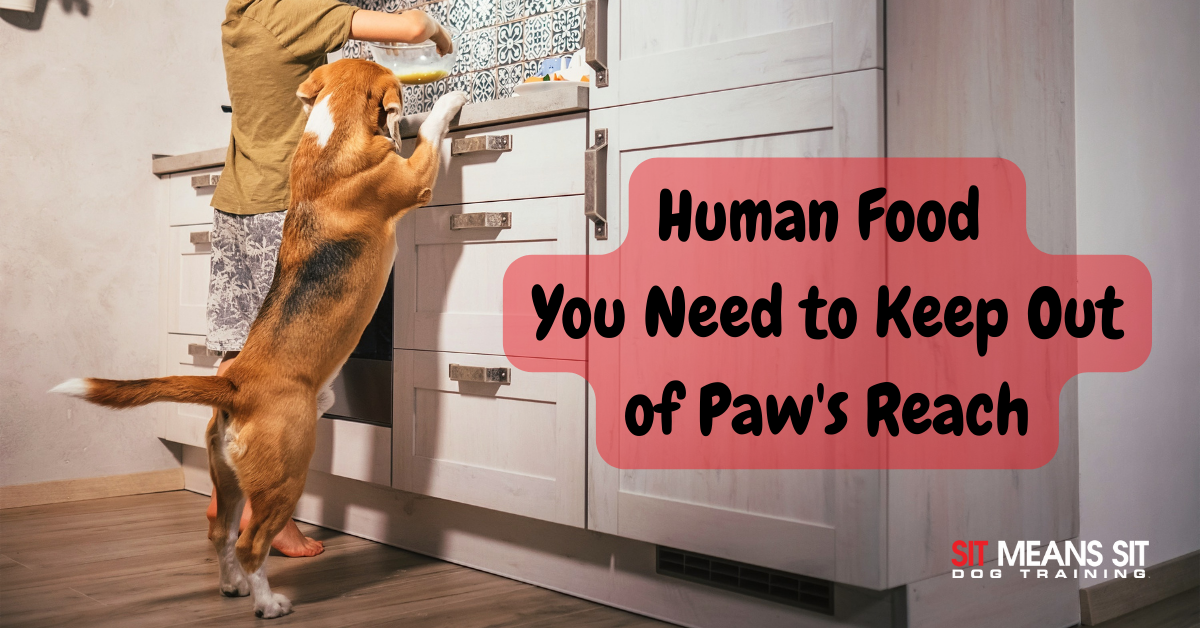 A dog reaching for food on a counter, with text warning about human food dangers for pets.