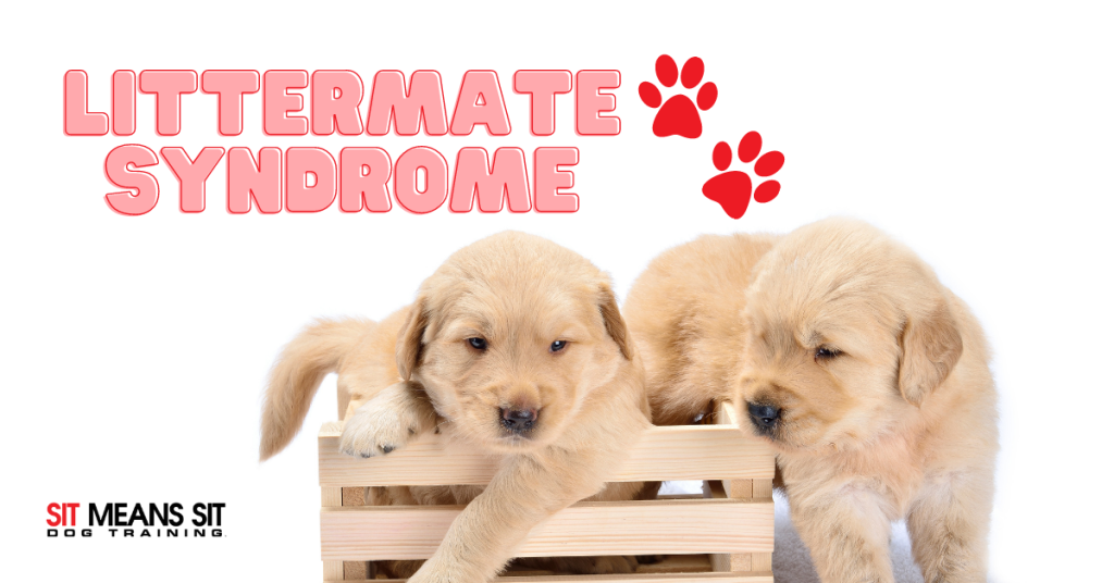 Let’s Breakdown Littermate Syndrome Sit Means Sit Metro Detroit