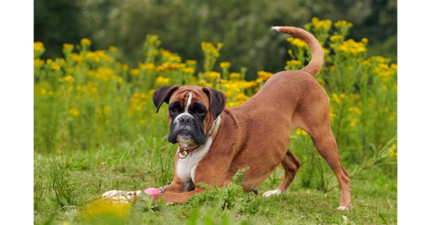 A playful boxer dog in a grassy field with yellow flowers, ready to play with a toy.