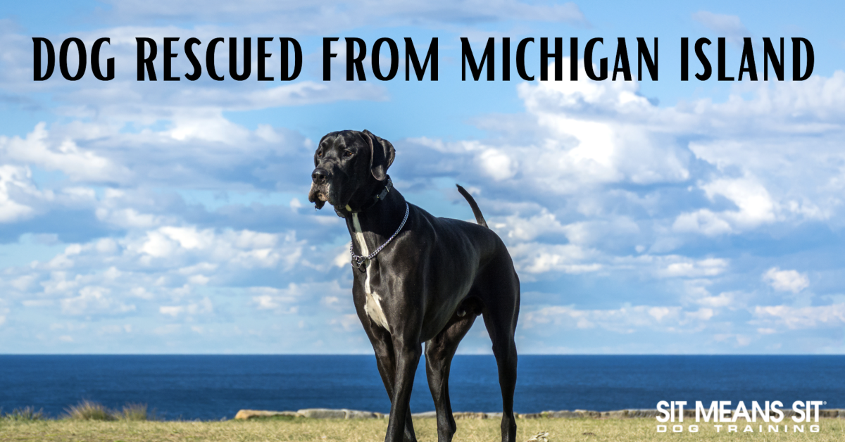 A black dog stands on a grassy hillside overlooking the ocean, with text above indicating it was rescued from Michigan Island.